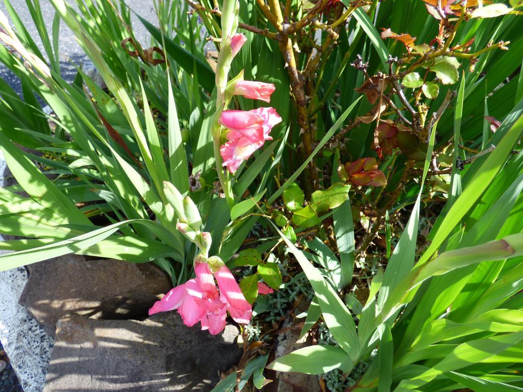 Anna Bella Motel Glen Innes Zimmer foto